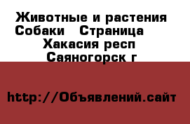 Животные и растения Собаки - Страница 12 . Хакасия респ.,Саяногорск г.